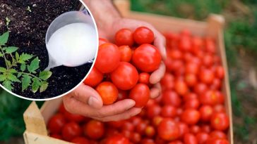 Беру мило і часник — і мої помідори дають багатий урожай!