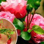 Попелиця більше не чіпатиме ваші троянди: ефективні та доступні методи боротьби