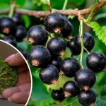 Попелиця атакує смородину: три прості народні засоби, які врятують урожай