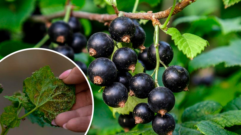 Попелиця атакує смородину: три прості народні засоби, які врятують урожай