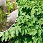 Чому важливо вчасно скошувати бадилля картоплі