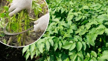 Чому важливо вчасно скошувати бадилля картоплі