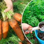 Підживіть моркву цим простим засобом улітку — і збиратимете рівні, великі коренеплоди!
