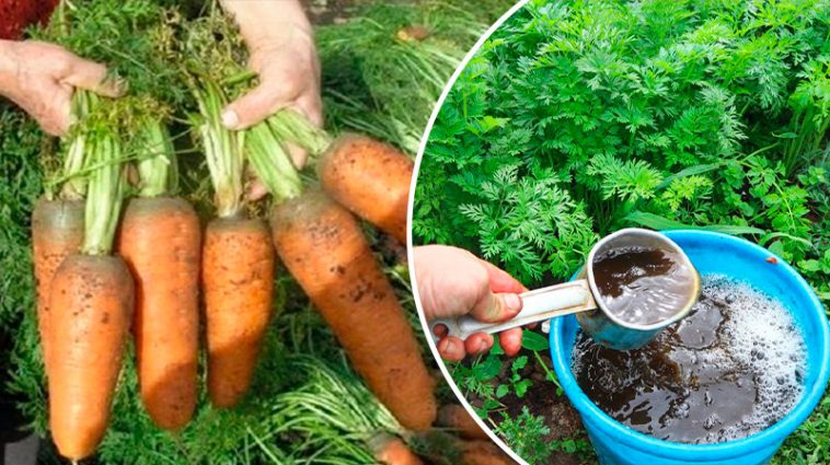 Підживіть моркву цим простим засобом улітку — і збиратимете рівні, великі коренеплоди!