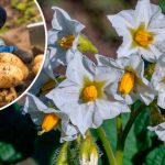 Чим підживити картоплю після цвітіння, щоб бульби були великими