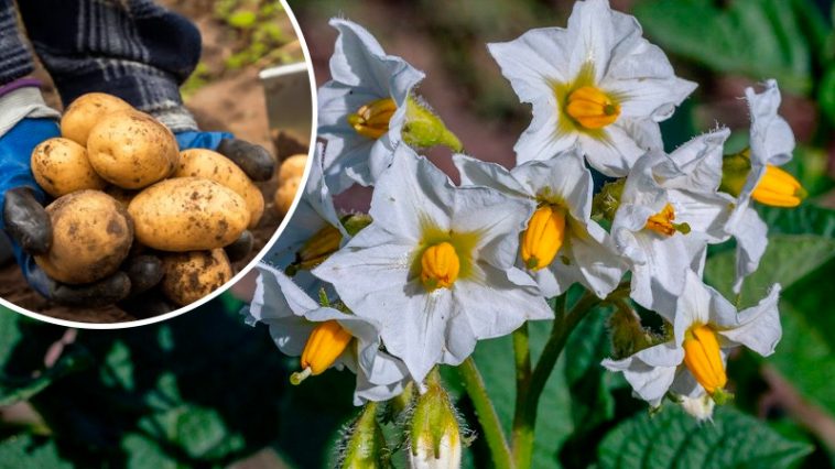 Чим підживити картоплю після цвітіння, щоб бульби були великими