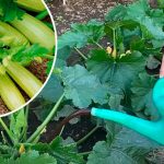 Велика подяка бабусі за цінну пораду! Завдяки її підказці тепер з кожного куща збираю повний ящик соковитих кабачків