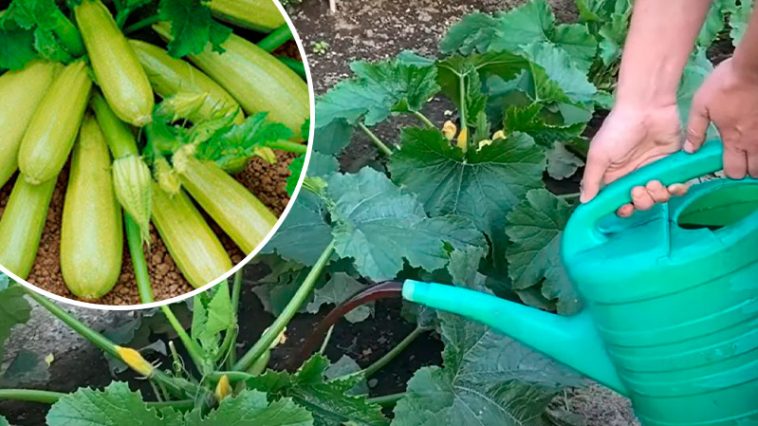 Велика подяка бабусі за цінну пораду! Завдяки її підказці тепер з кожного куща збираю повний ящик соковитих кабачків