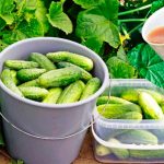 Інгредієнт для поливу огірків, який подарує рясний урожай