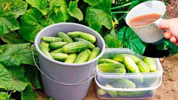 Інгредієнт для поливу огірків, який подарує рясний урожай