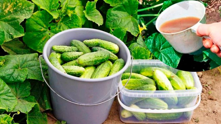 Інгредієнт для поливу огірків, який подарує рясний урожай
