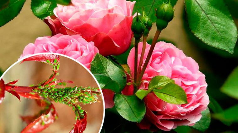 Попелиця більше не чіпатиме ваші троянди: ефективні та доступні методи боротьби