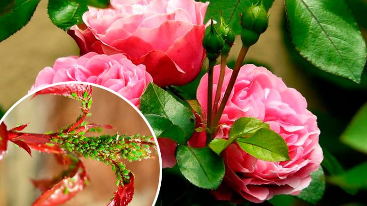 Попелиця більше не чіпатиме ваші троянди: ефективні та доступні методи боротьби