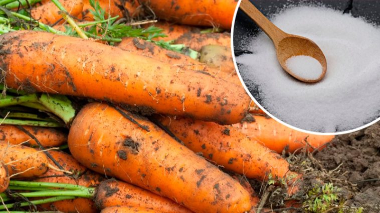 Усього кілька ложок солі — і морква виросте солодка та велика! 🥕✨