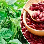 Як отримати щедрий урожай солодкої квасолі: мій перевірений спосіб 🌱