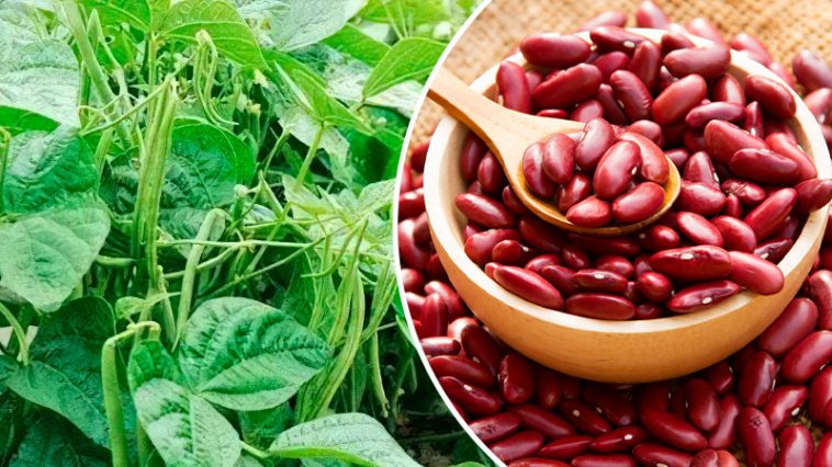 Як отримати щедрий урожай солодкої квасолі: мій перевірений спосіб 🌱