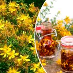 7 способів лікування звіробійною олією: старовинний засіб для важких випадків