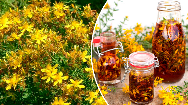 7 способів лікування звіробійною олією: старовинний засіб для важких випадків