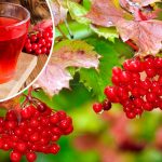 Не споживаєте калину? Даремно!