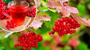 Не споживаєте калину? Даремно!