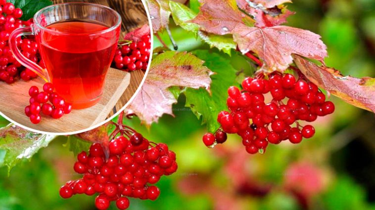 Не споживаєте калину? Даремно!