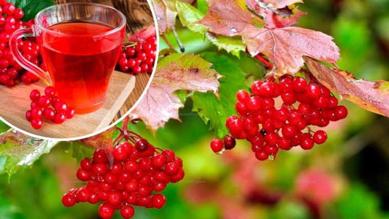 Не споживаєте калину? Даремно!