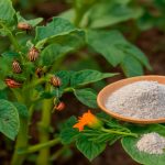 Два перевірених способи захистити картоплю від колорадського жука