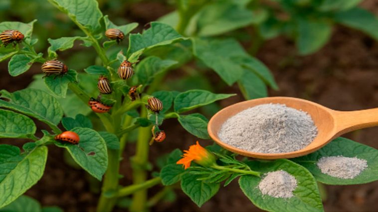 Два перевірених способи захистити картоплю від колорадського жука