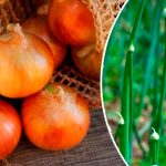 Як запобігти стрілкуванню цибулі: дієві поради для багатого врожаю