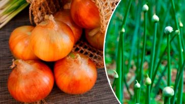 Як запобігти стрілкуванню цибулі: дієві поради для багатого врожаю