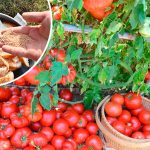 Підживіть помідори хлібом у червні – і отримаєте рясний, здоровий урожай