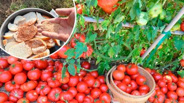 Підживіть помідори хлібом у червні – і отримаєте рясний, здоровий урожай