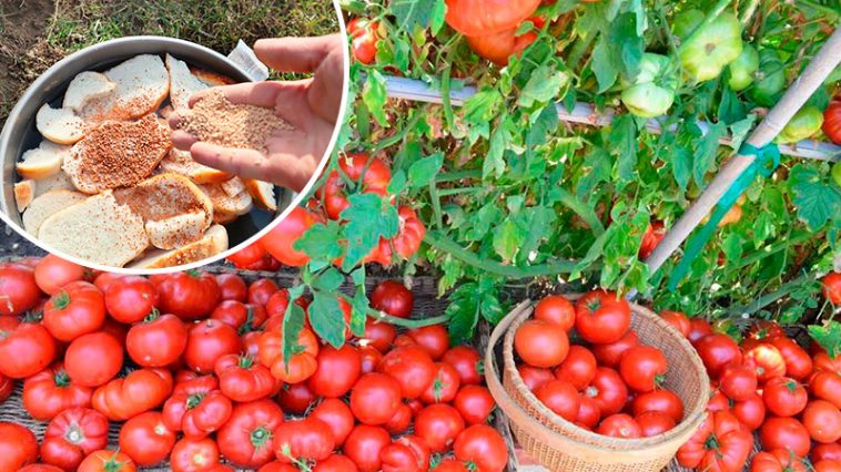 Підживіть помідори хлібом у червні – і отримаєте рясний, здоровий урожай