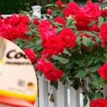 🌹 Троянди знову зацвітуть рясно! Простий засіб із содою для омолодження кущів