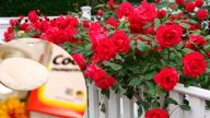 🌹 Троянди знову зацвітуть рясно! Простий засіб із содою для омолодження кущів