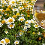 Ромашка — природний цілитель. Встигніть заготовити цю цінну рослину!