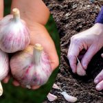 Після яких культур краще садити озимий часник, щоб зібрати щедрий врожай
