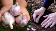 Після яких культур краще садити озимий часник, щоб зібрати щедрий врожай