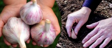 Після яких культур краще садити озимий часник, щоб зібрати щедрий врожай