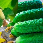 🌱 Чому жовтіють зав’язі на огірках і як цьому зарадити