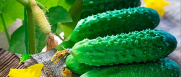 🌱 Чому жовтіють зав’язі на огірках і як цьому зарадити