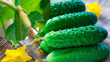 🌱 Чому жовтіють зав’язі на огірках і як цьому зарадити