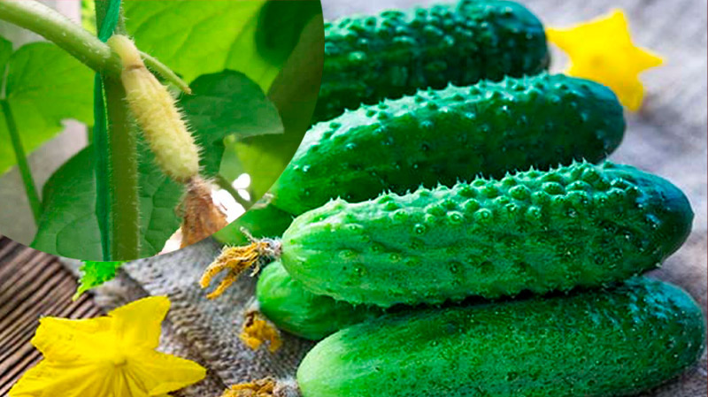 🌱 Чому жовтіють зав’язі на огірках і як цьому зарадити