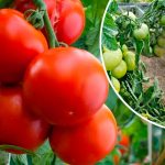 Щороку мої помідори дають щедрий врожай завдяки цьому простому, але дуже ефективному підживленню. Ділюсь власним досвідом!