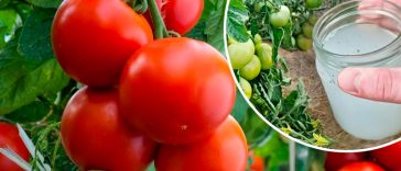 Щороку мої помідори дають щедрий врожай завдяки цьому простому, але дуже ефективному підживленню. Ділюсь власним досвідом!