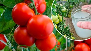Щороку мої помідори дають щедрий врожай завдяки цьому простому, але дуже ефективному підживленню. Ділюсь власним досвідом!