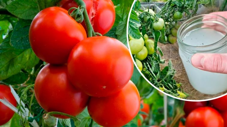 Щороку мої помідори дають щедрий врожай завдяки цьому простому, але дуже ефективному підживленню. Ділюсь власним досвідом!