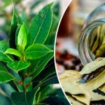 Дар природи: лаврове листя, що допомагає при тиску, діабеті й головному болю