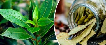 Дар природи: лаврове листя, що допомагає при тиску, діабеті й головному болю