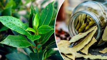 Дар природи: лаврове листя, що допомагає при тиску, діабеті й головному болю